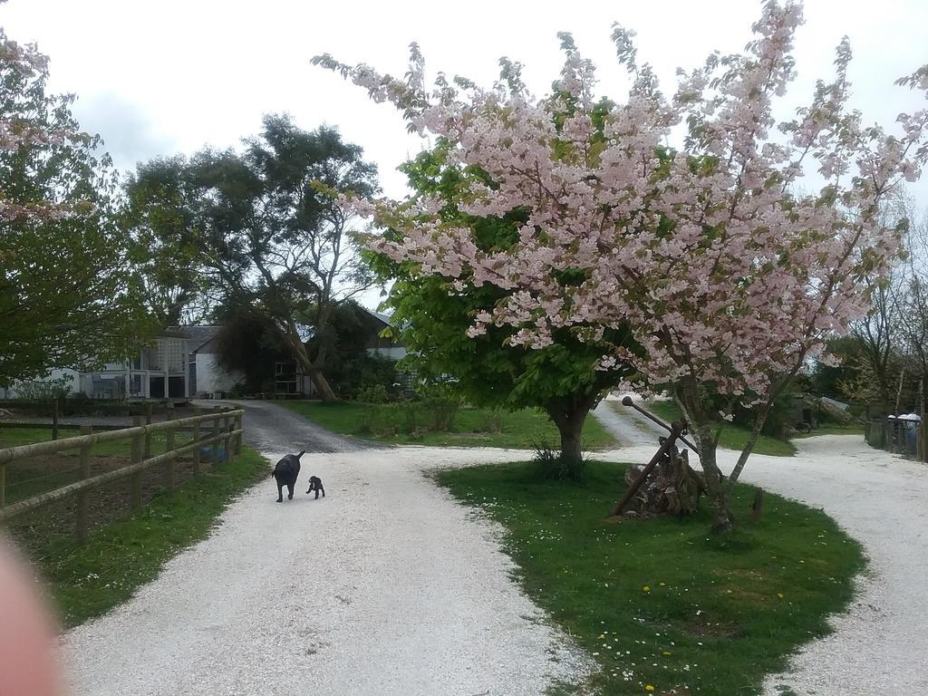 The Swallows Guest House New Quay  Luaran gambar